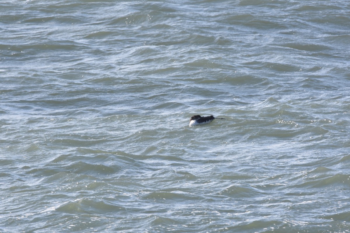 Common Loon - ML115257371