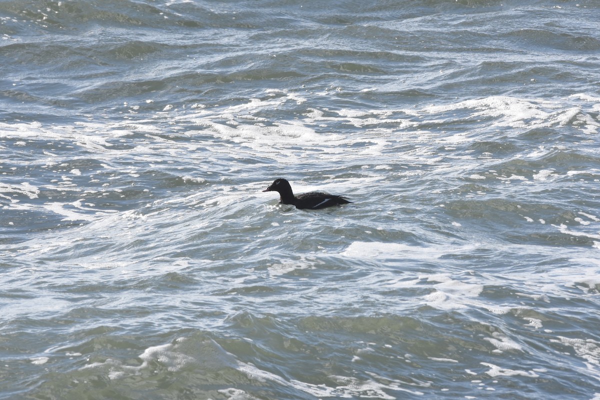 White-winged Scoter - ML115257381