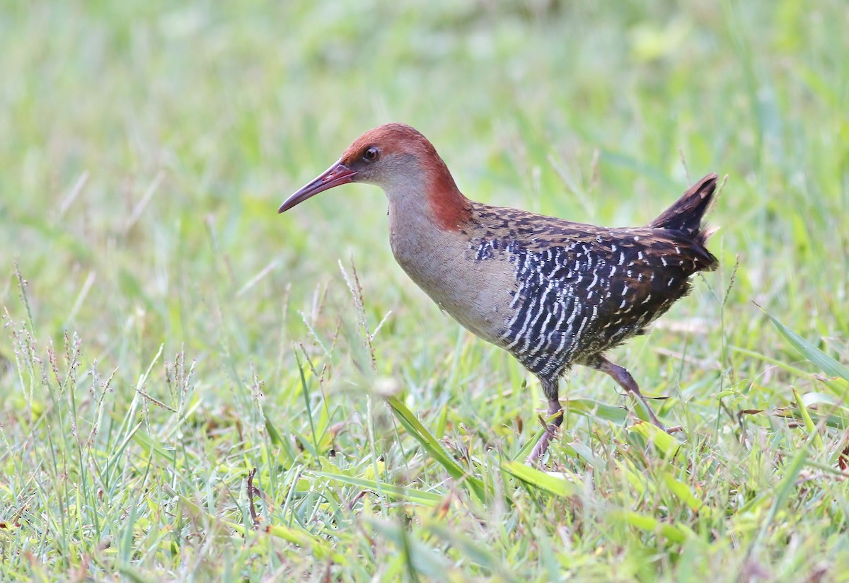 Lewin's Rail - Rick Franks