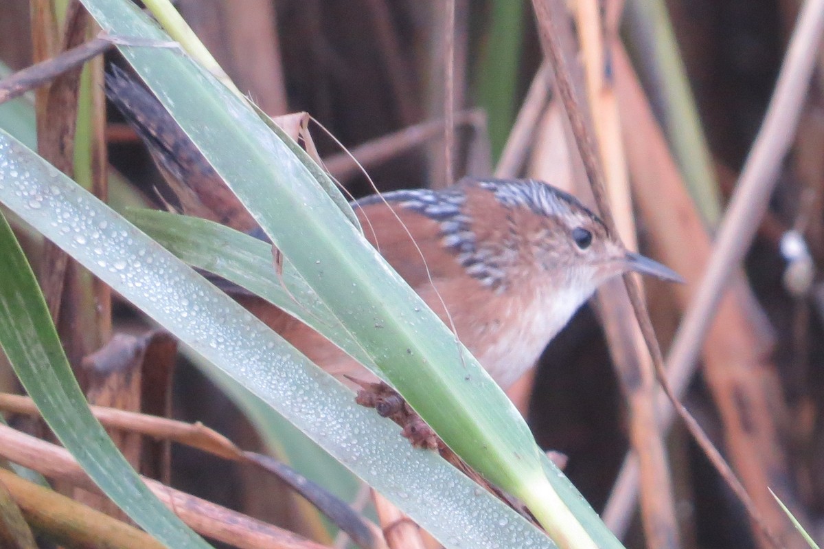 Marsh Wren - ML115259951