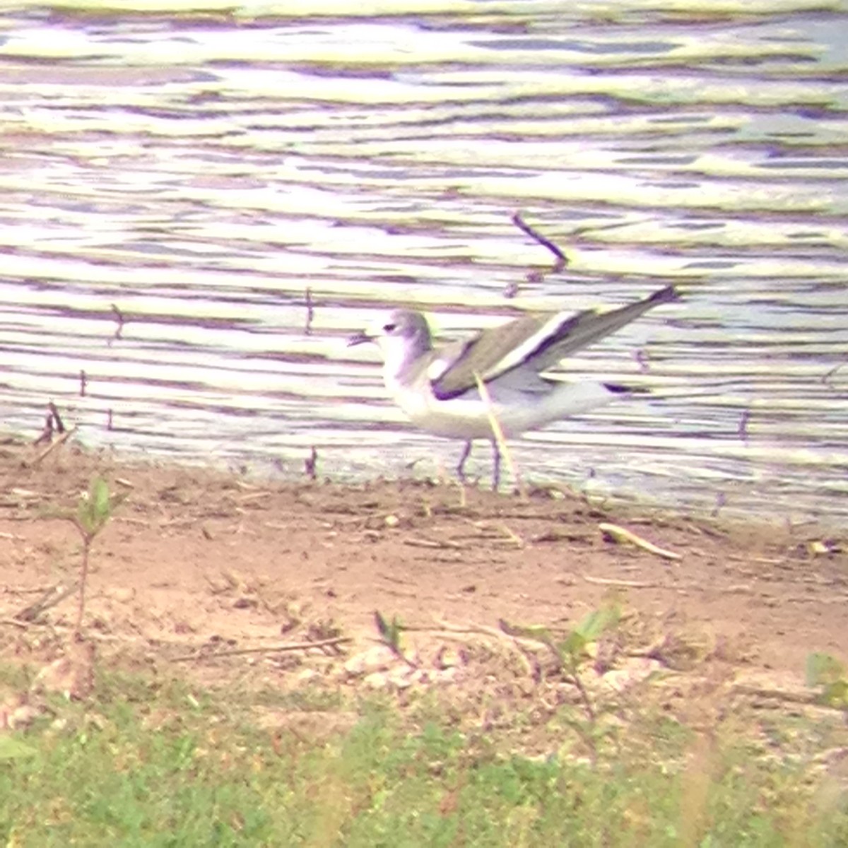 Sabine's Gull - ML115260571