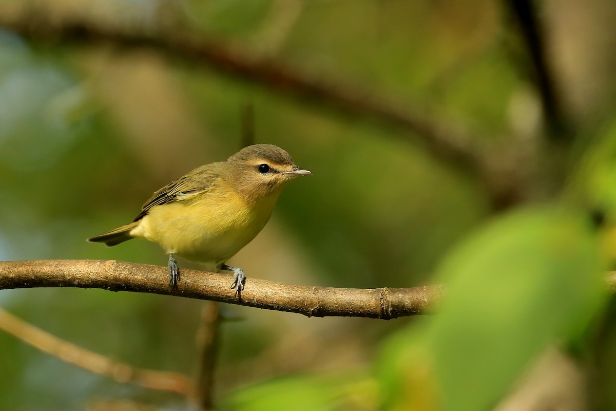 Philadelphia Vireo - ML115260941