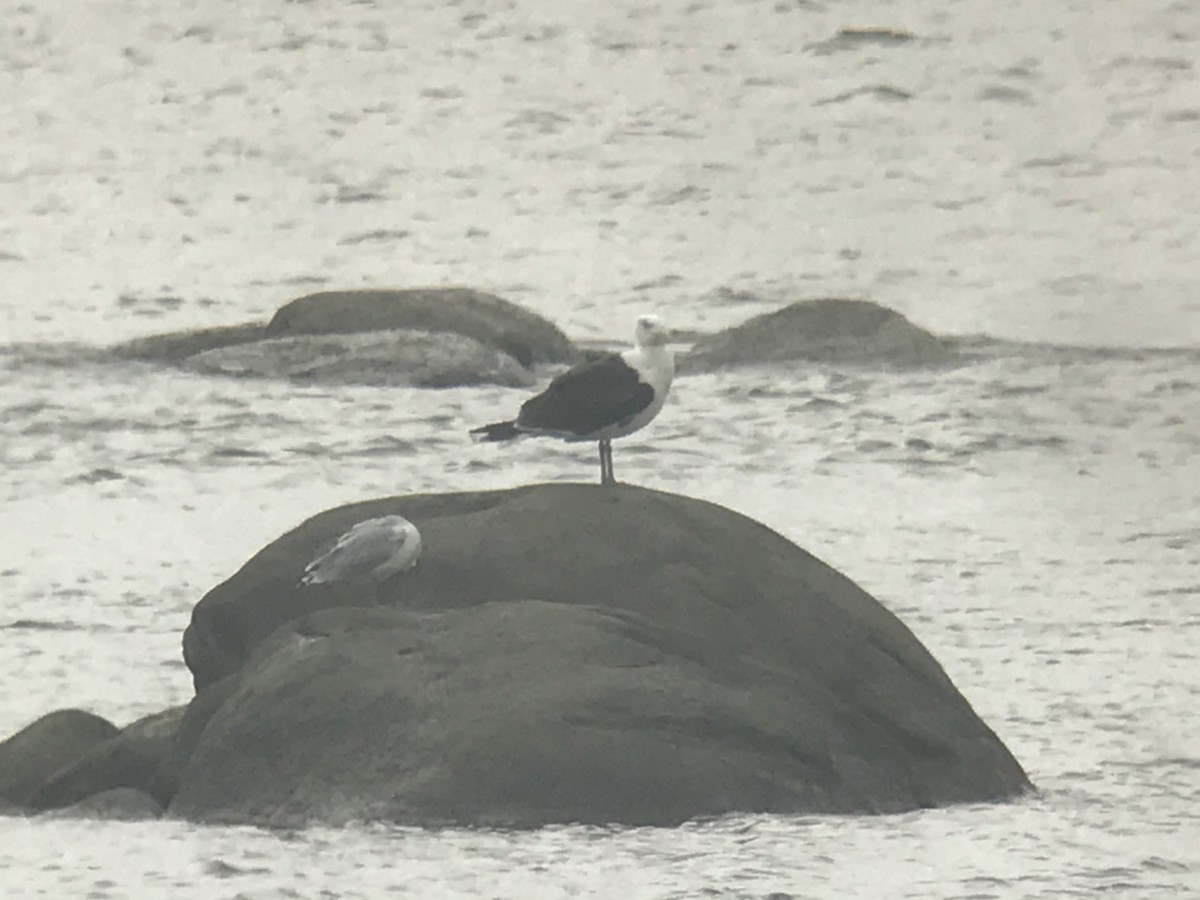 Great Black-backed Gull - ML115261101