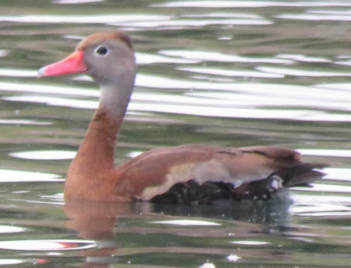 Black-bellied Whistling-Duck - ML115261791