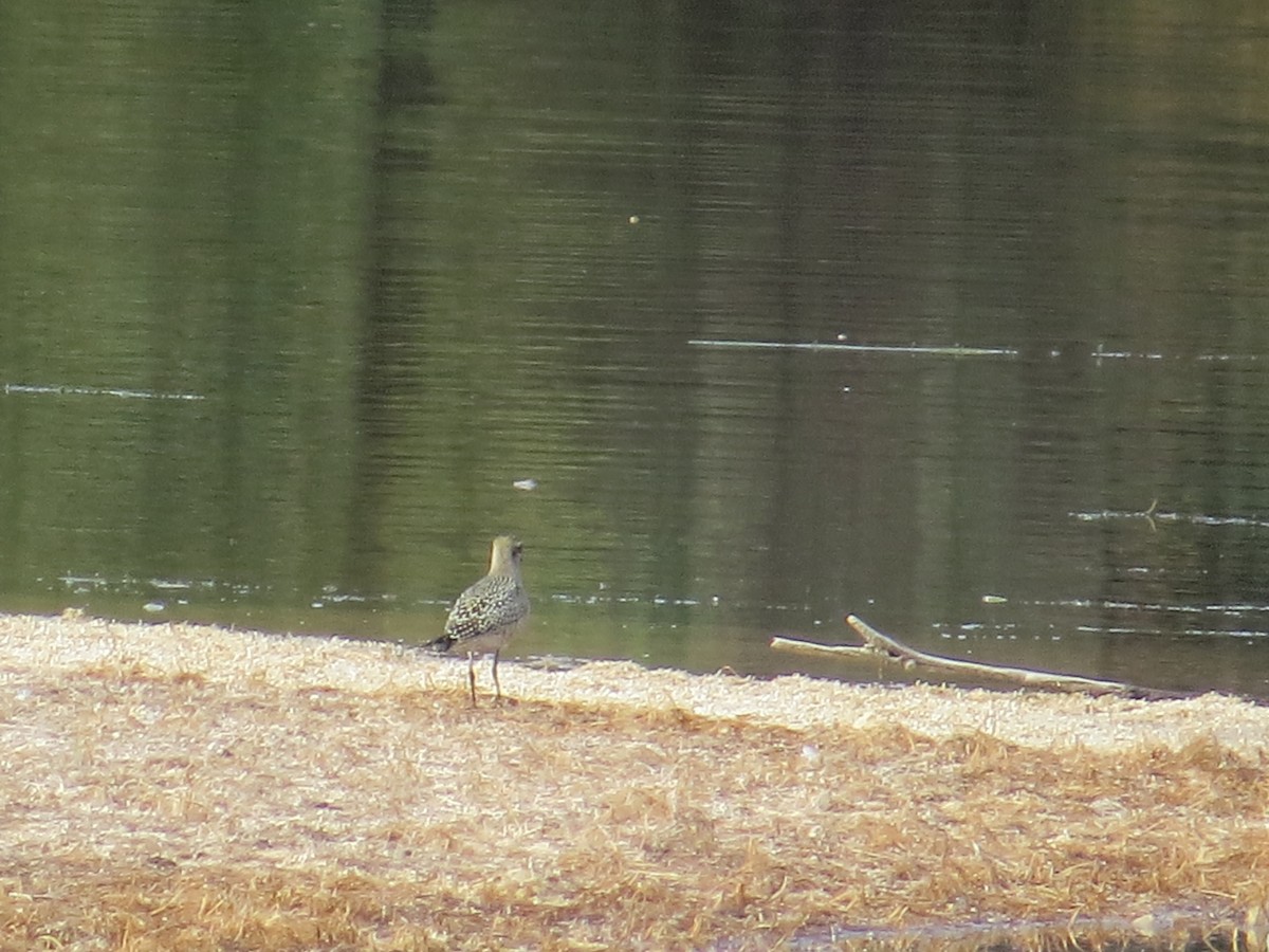 Black-bellied Plover - ML115262681