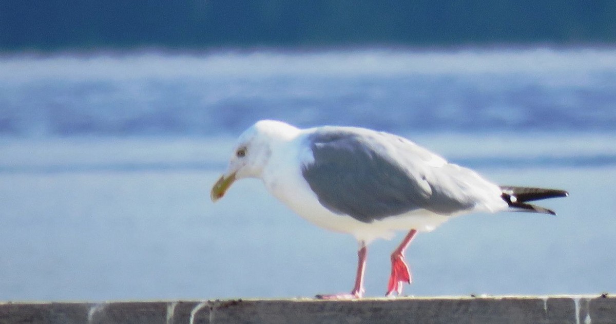 Herring Gull - ML115263261