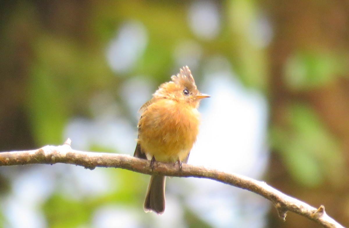 Tufted Flycatcher - ML115264431