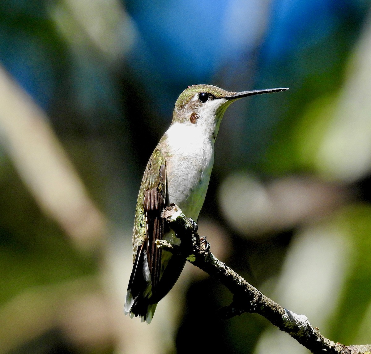 Colibrí Gorjirrubí - ML115265091