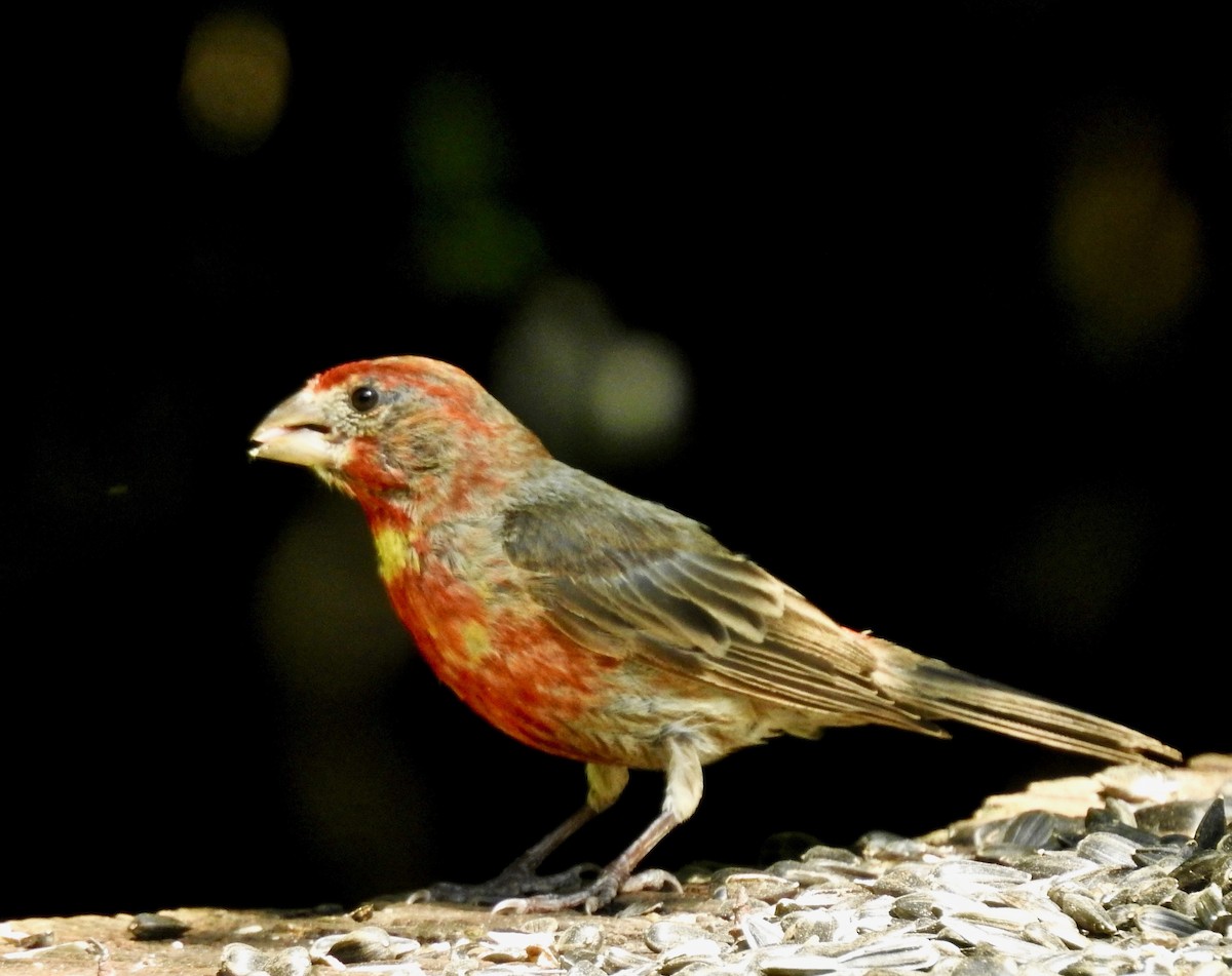 House Finch - ML115265341