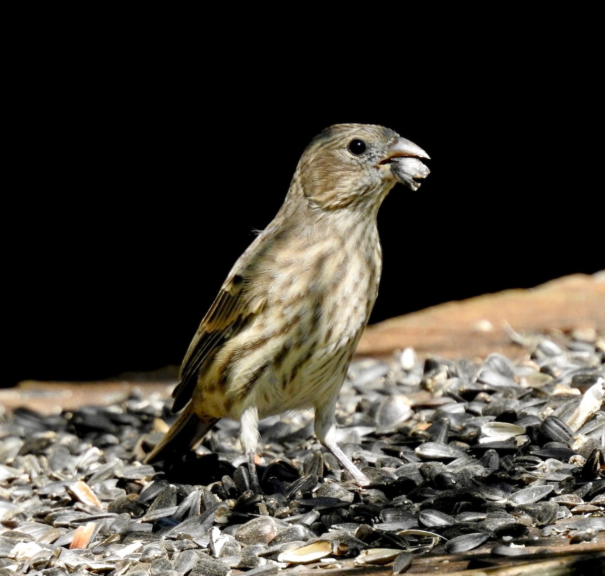 House Finch - ML115265351