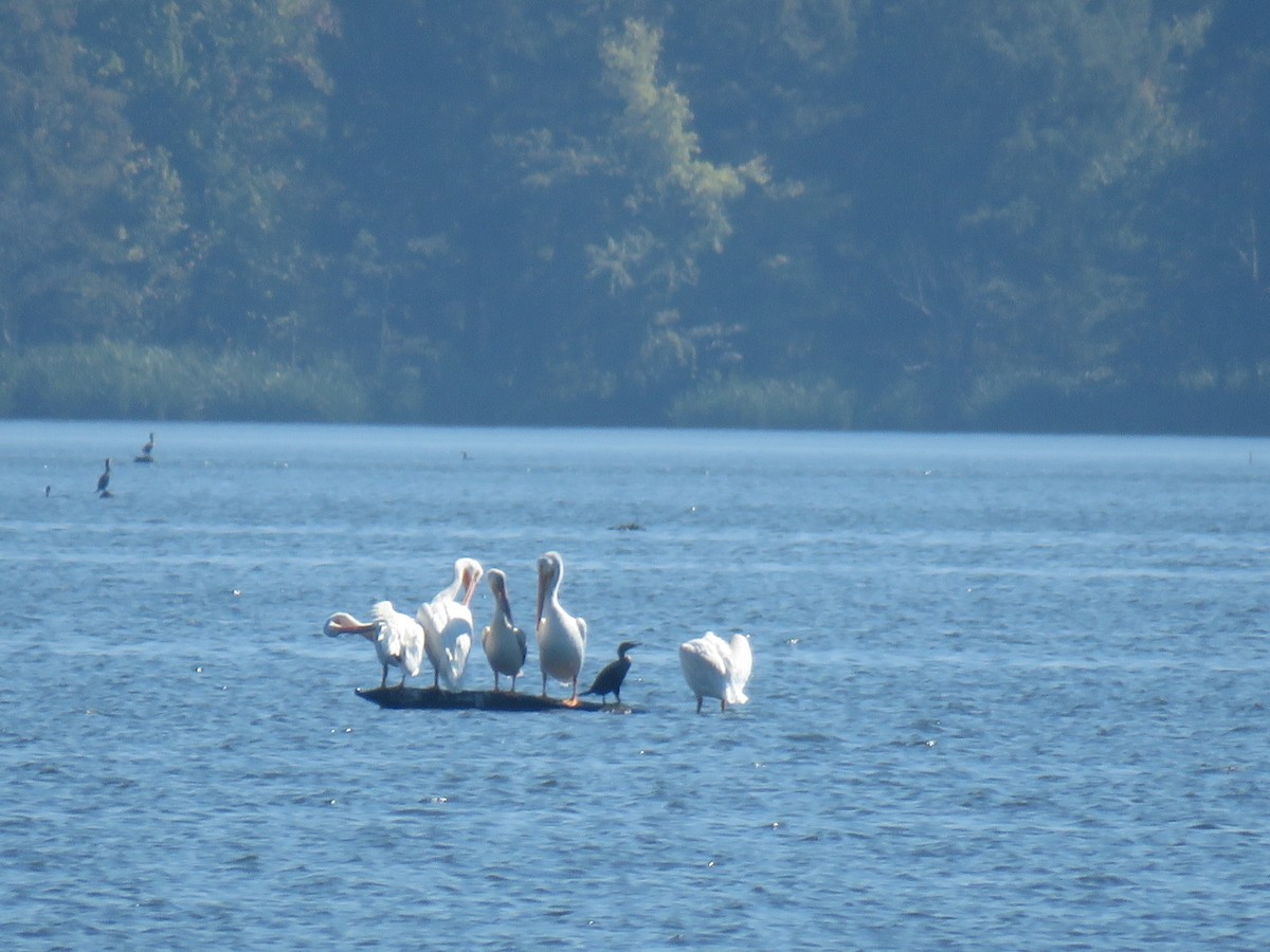 American White Pelican - ML115266681