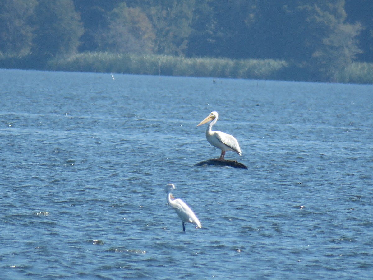 American White Pelican - ML115266691