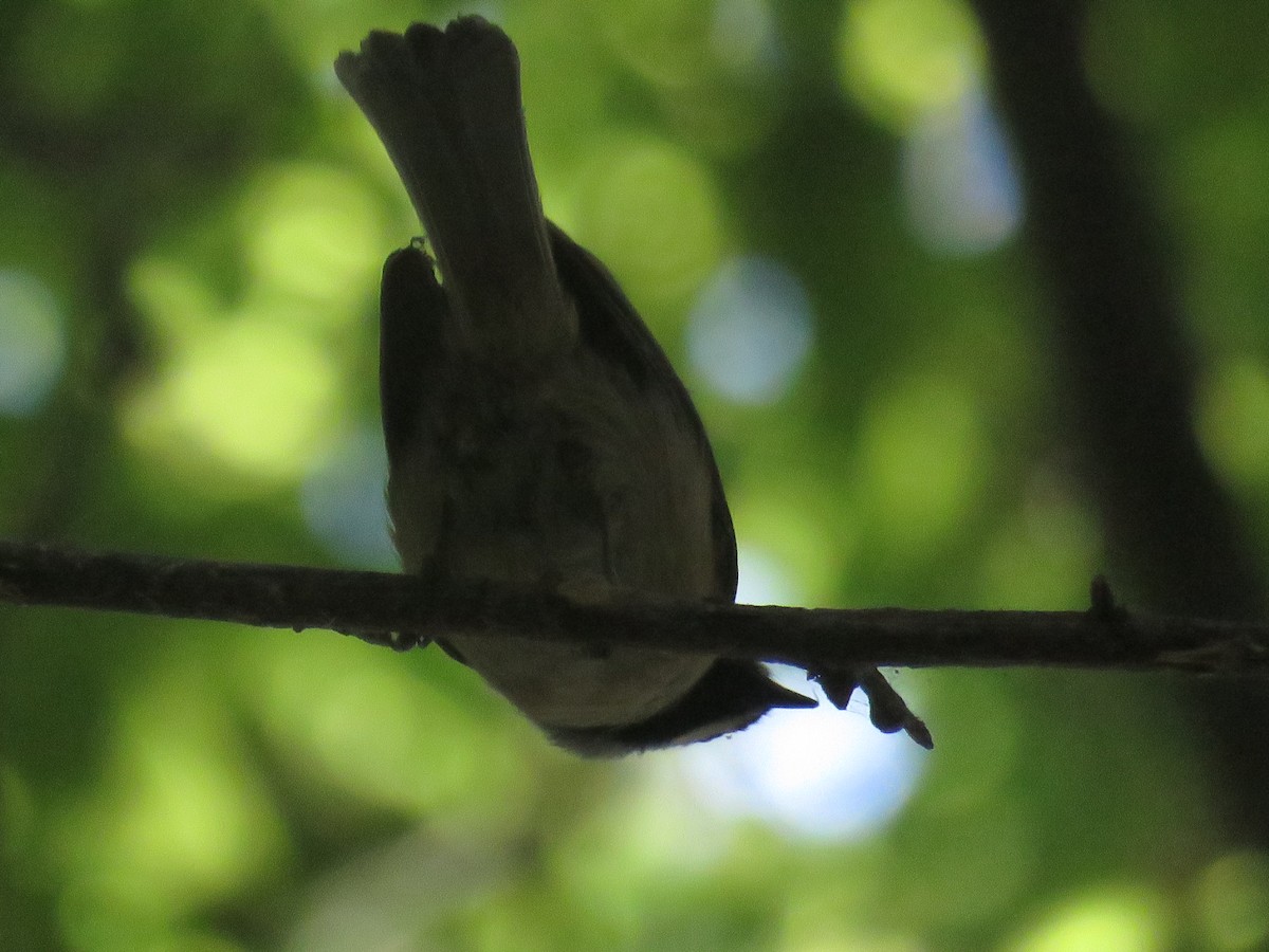 Carolina Chickadee - ML115266871