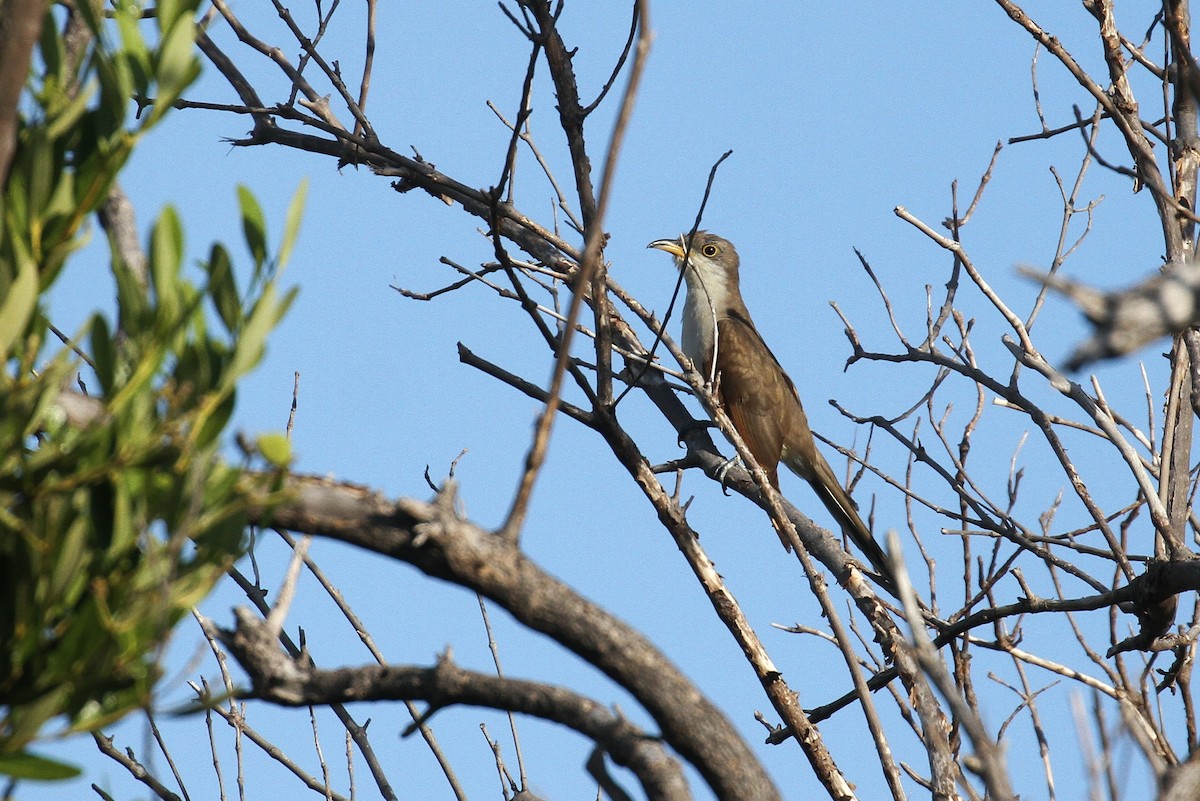 Yellow-billed Cuckoo - Alex Lamoreaux