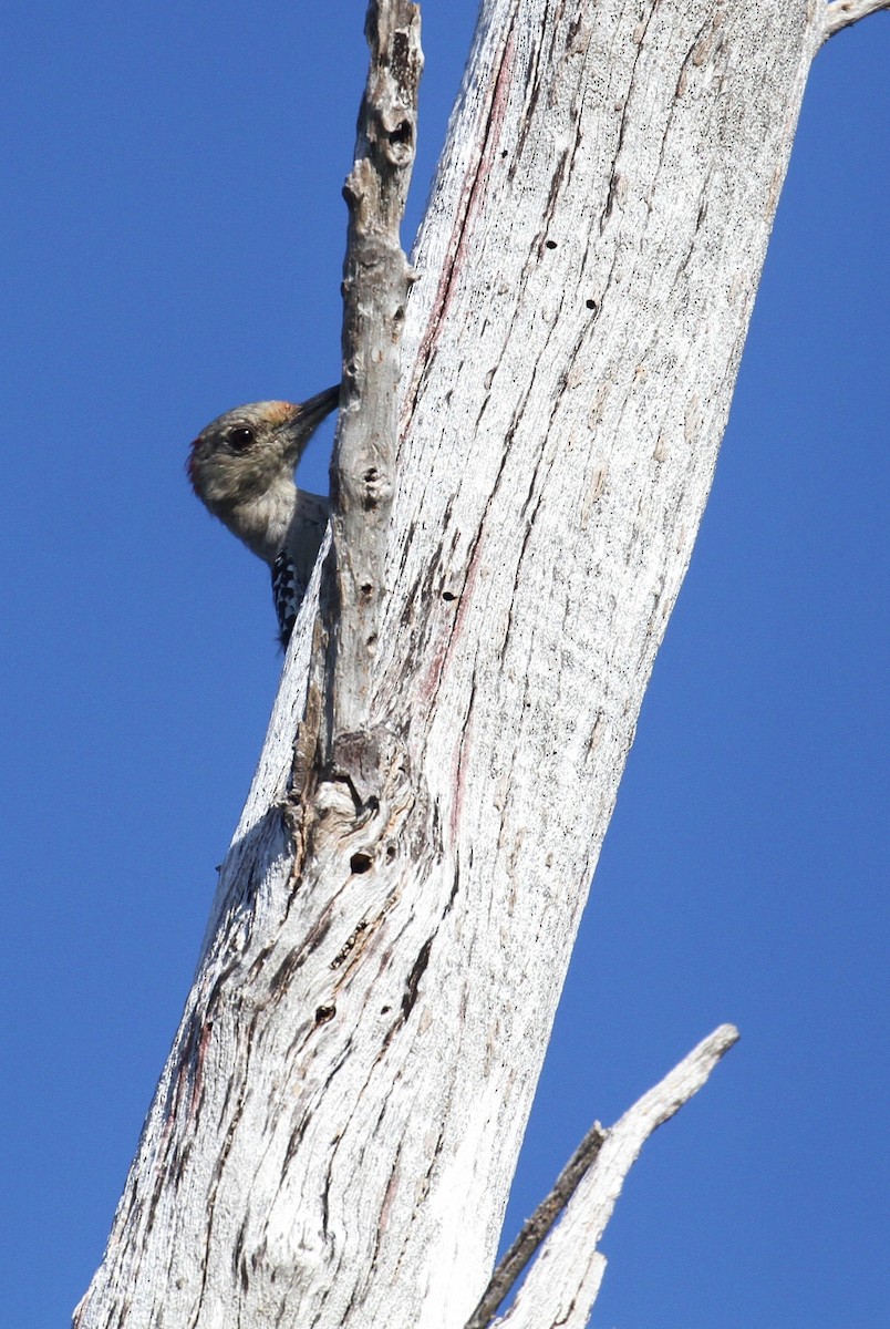 Red-bellied Woodpecker - Alex Lamoreaux