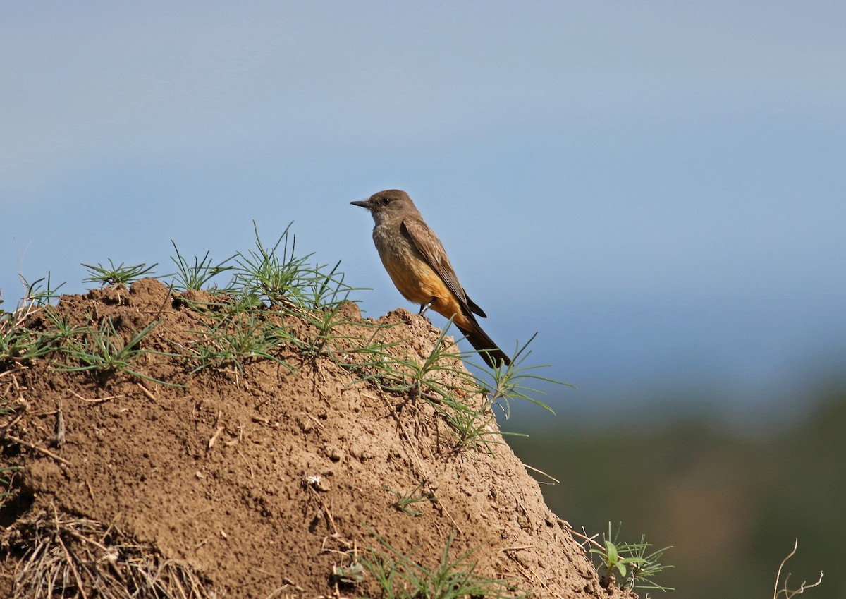 Say's Phoebe - ML115268361