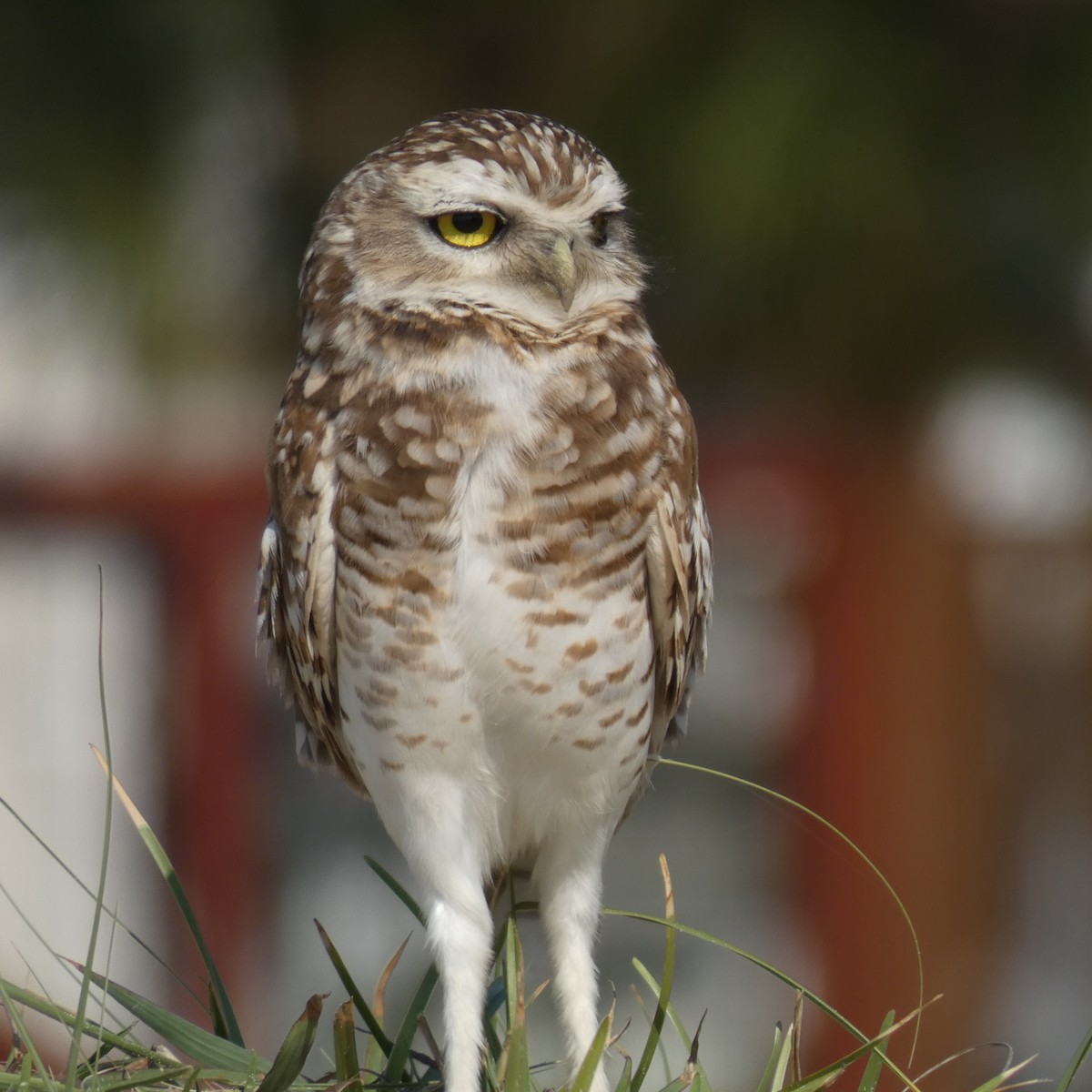 Burrowing Owl - ML115268631