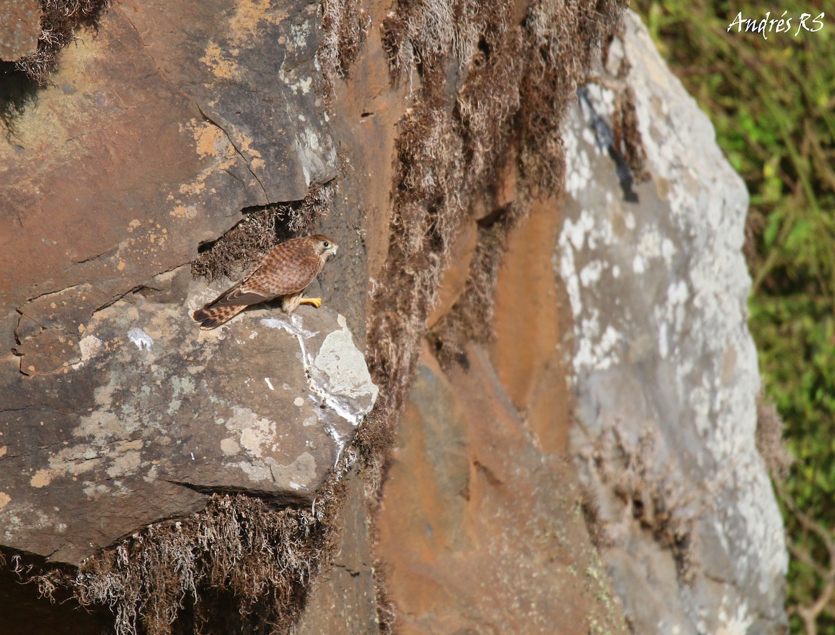 Eurasian Kestrel (Canary Is.) - ML115270431