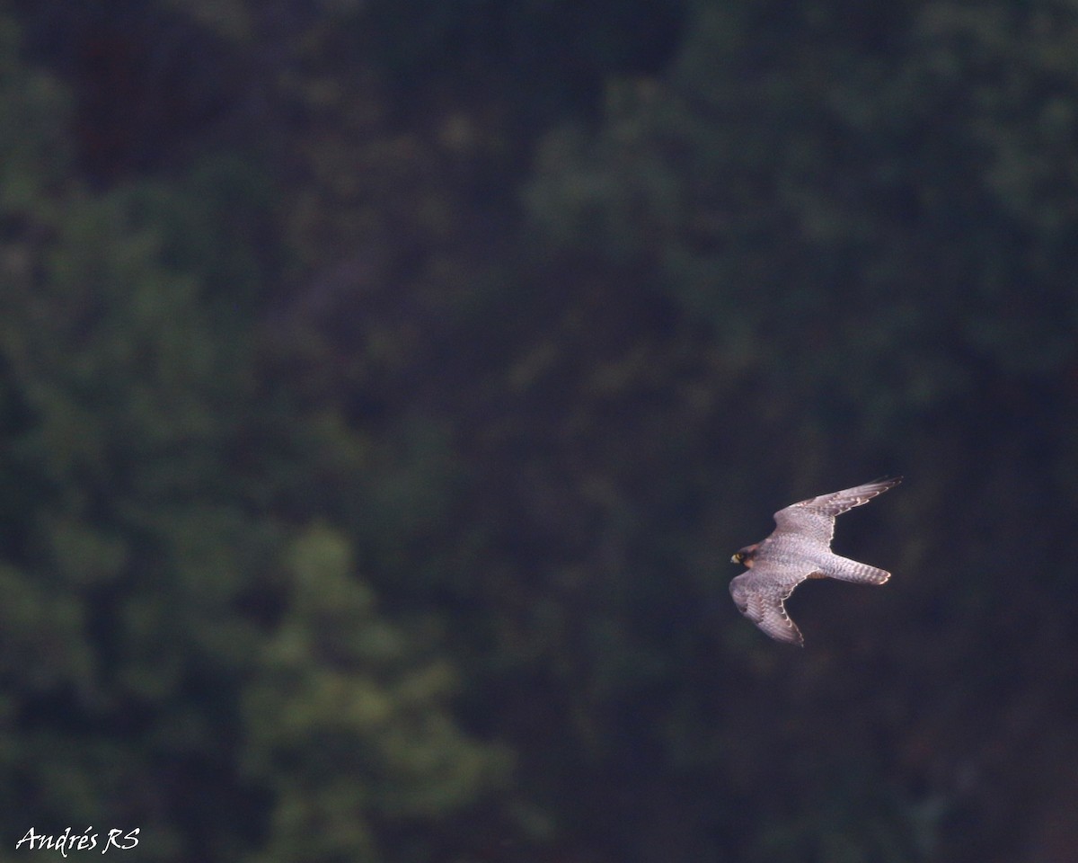 Peregrine Falcon (Barbary) - Andrés  Rojas Sánchez