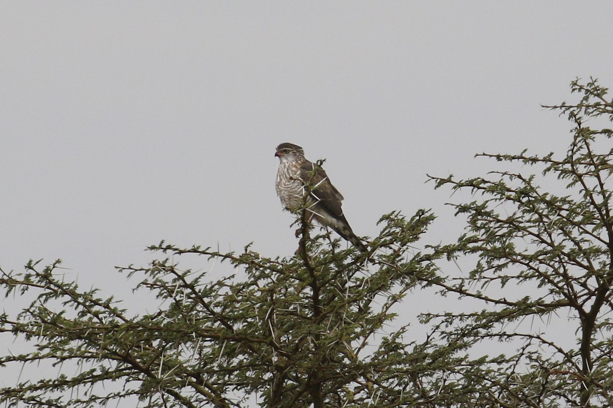 Gabar Goshawk - ML115273721