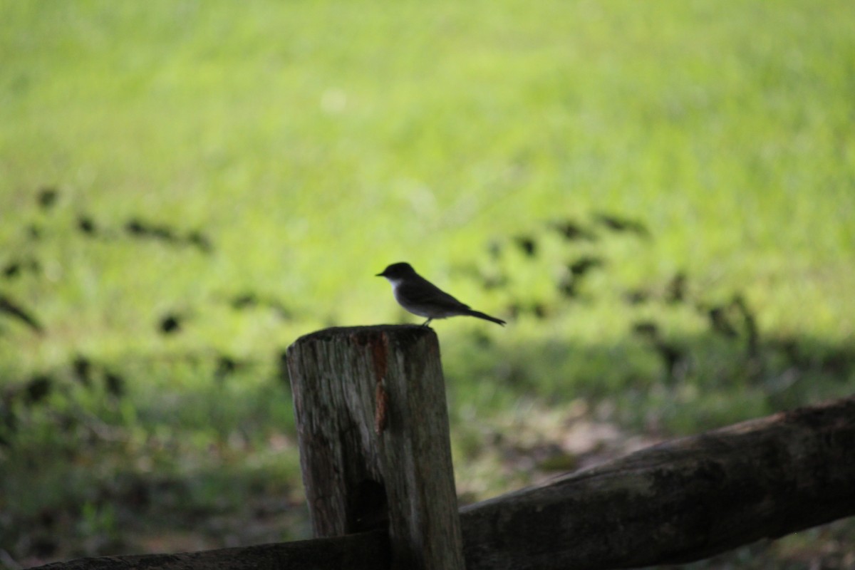 Eastern Phoebe - ML115273861