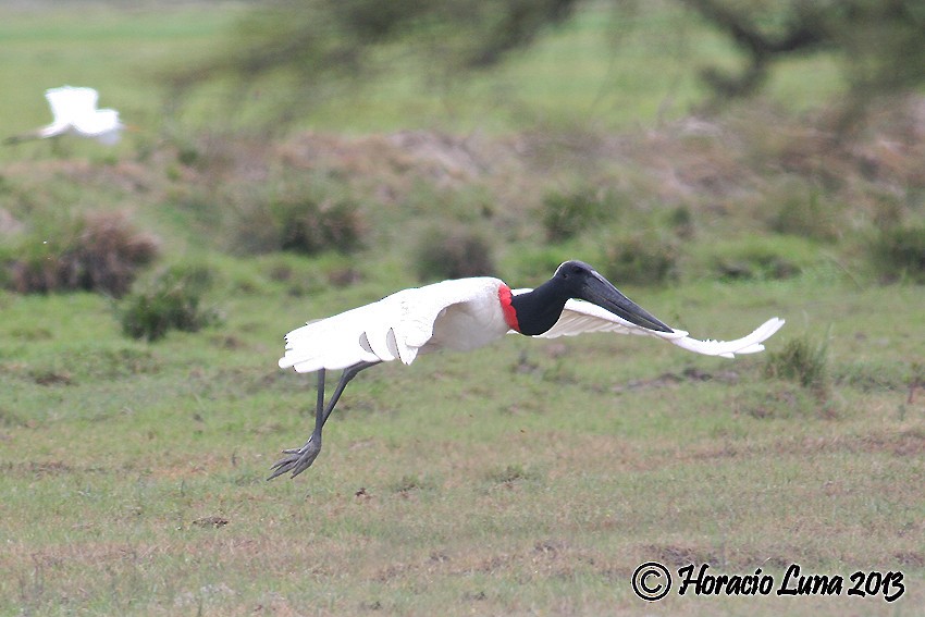 Jabiru - ML115278791