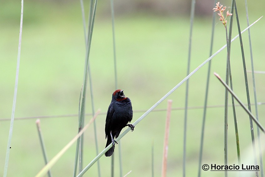 Chestnut-capped Blackbird - ML115278941