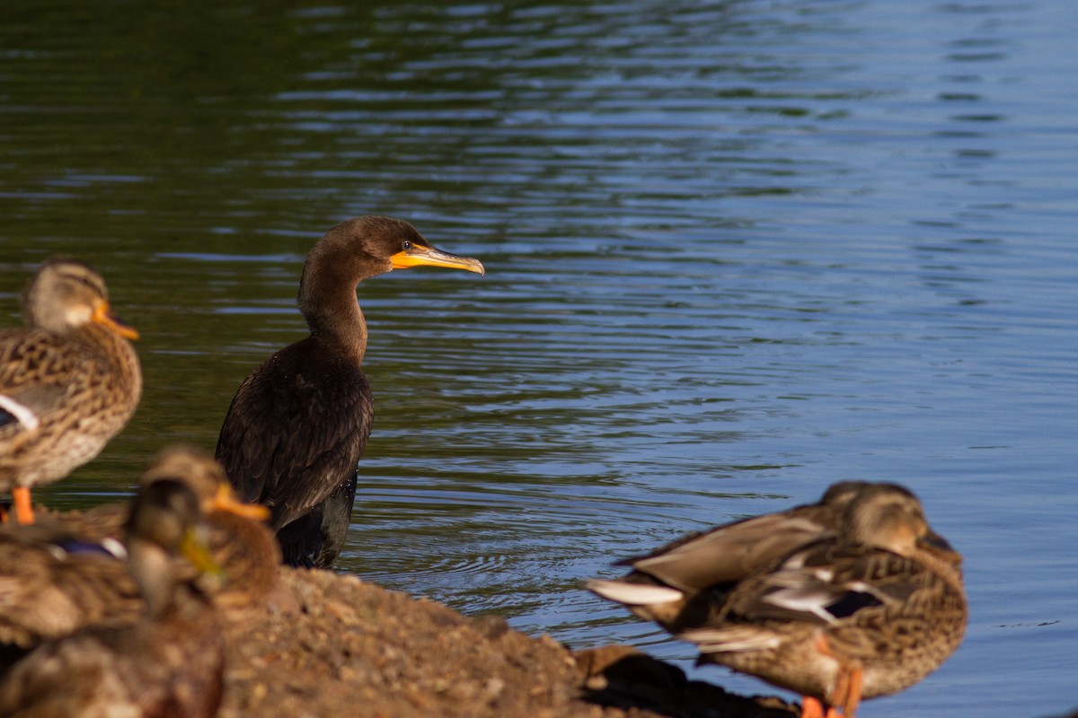 Double-crested Cormorant - ML115279031