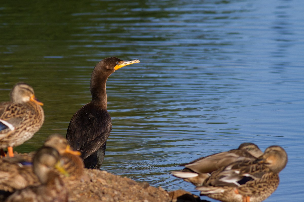 Double-crested Cormorant - ML115279071