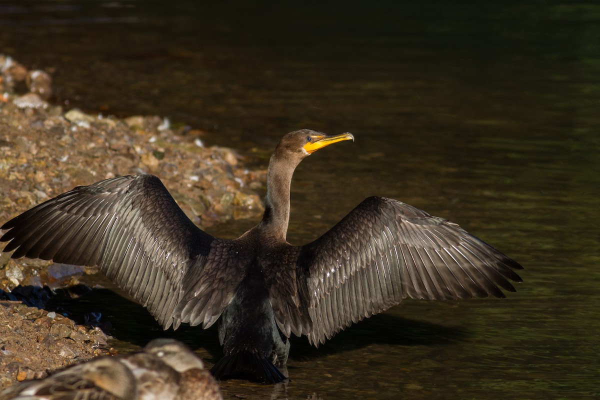 Double-crested Cormorant - ML115279141