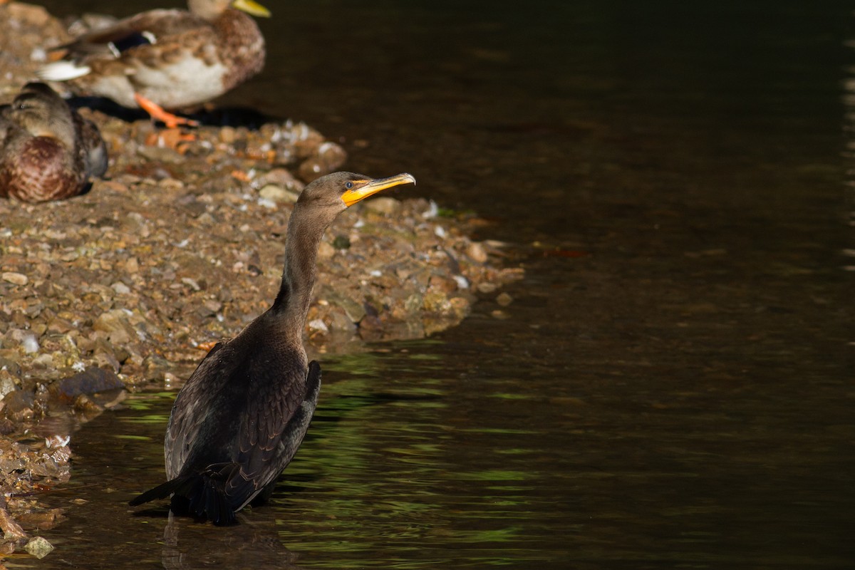 Double-crested Cormorant - ML115279151
