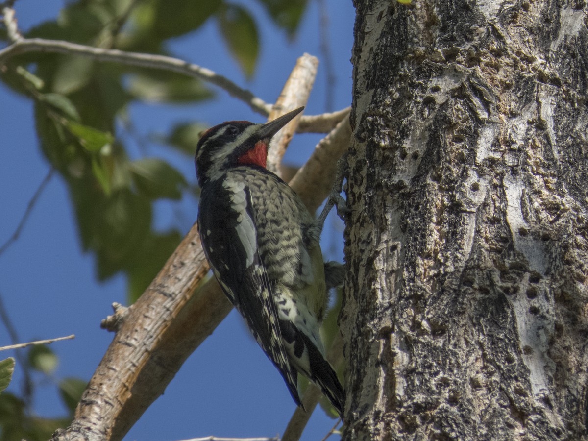 Red-naped Sapsucker - ML115279321