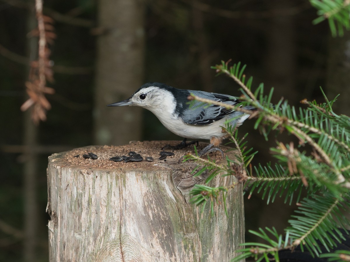 White-breasted Nuthatch - Bruce Gates