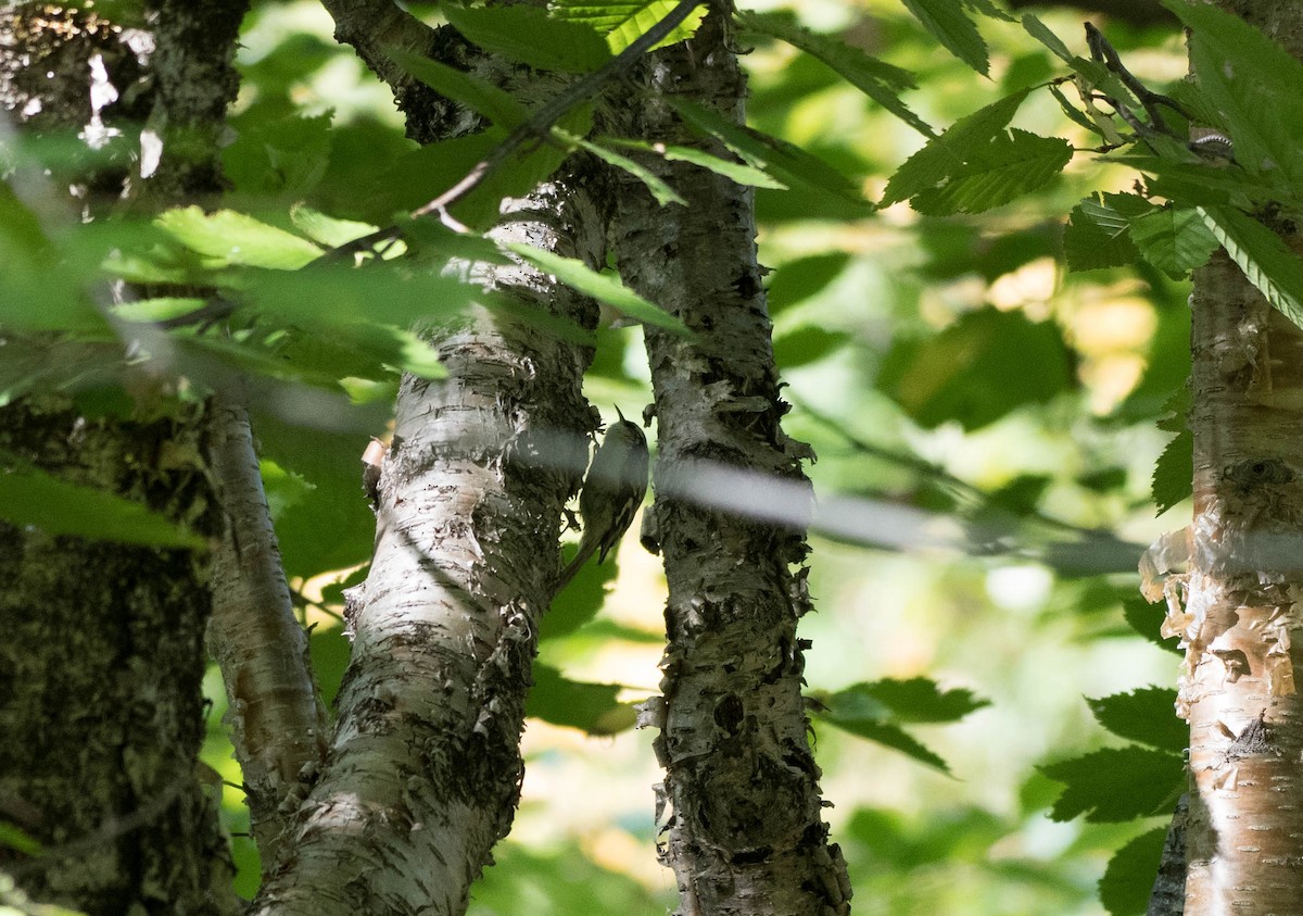 Brown Creeper - ML115287751