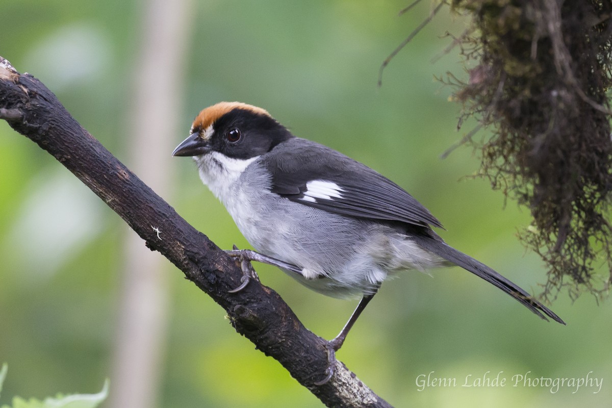 White-winged Brushfinch - Glenn Lahde