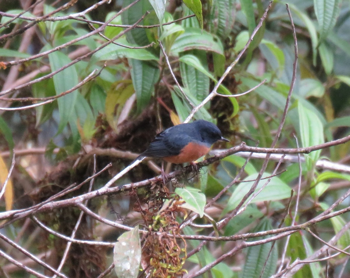 Cinnamon-bellied Flowerpiercer - ML115289751