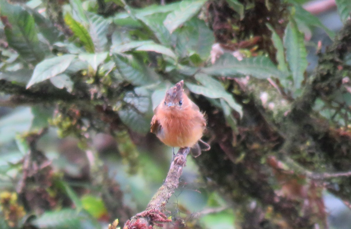 Tufted Flycatcher - ML115289821