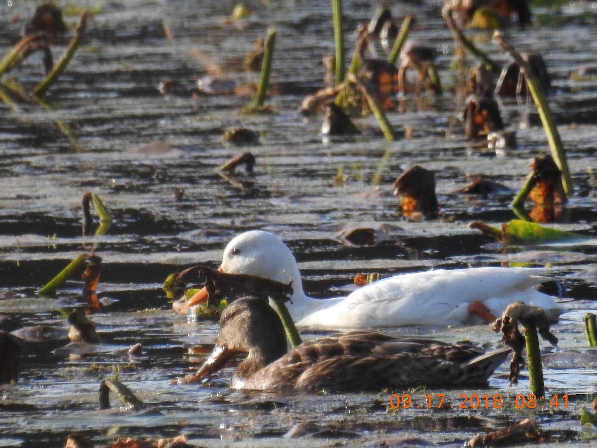 Mallard (Domestic type) - ML115292211