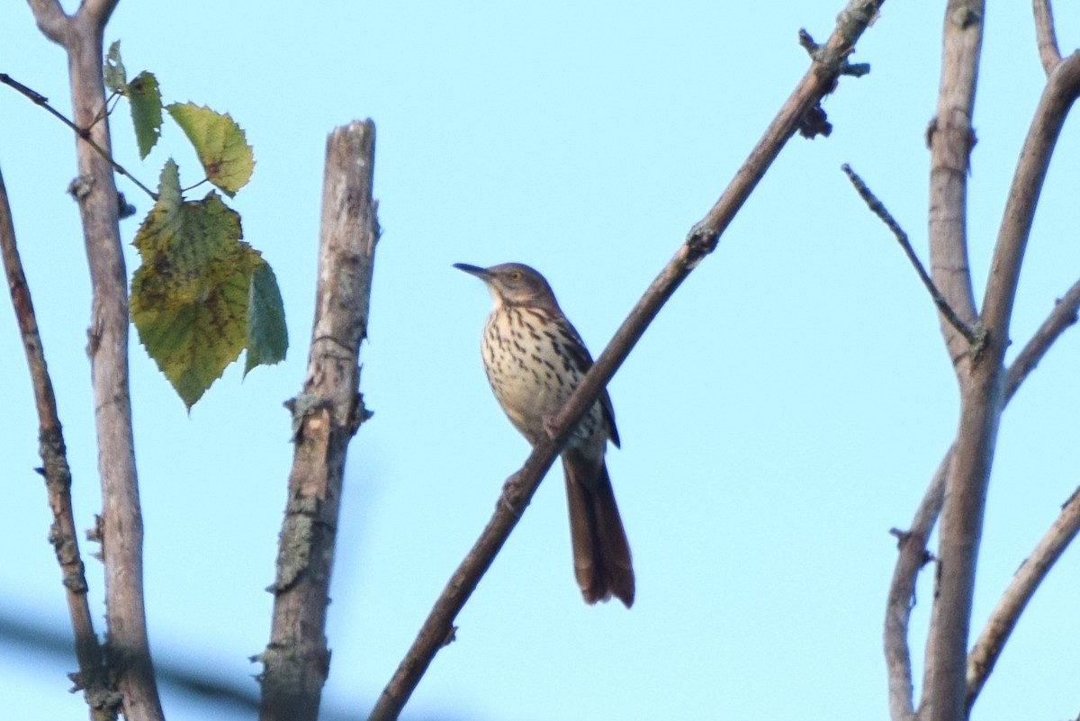 Brown Thrasher - ML115292741