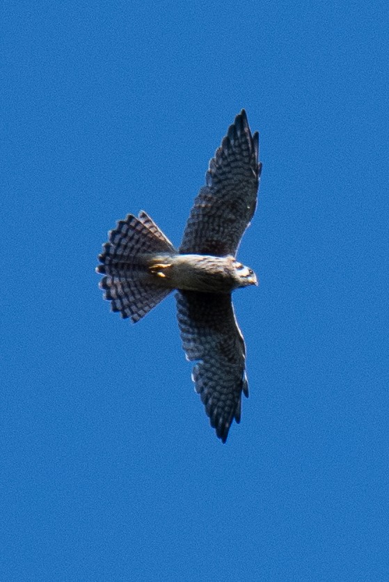 American Kestrel - ML115298761