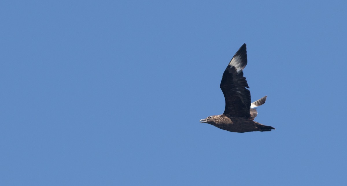 Great Skua - ML115300861