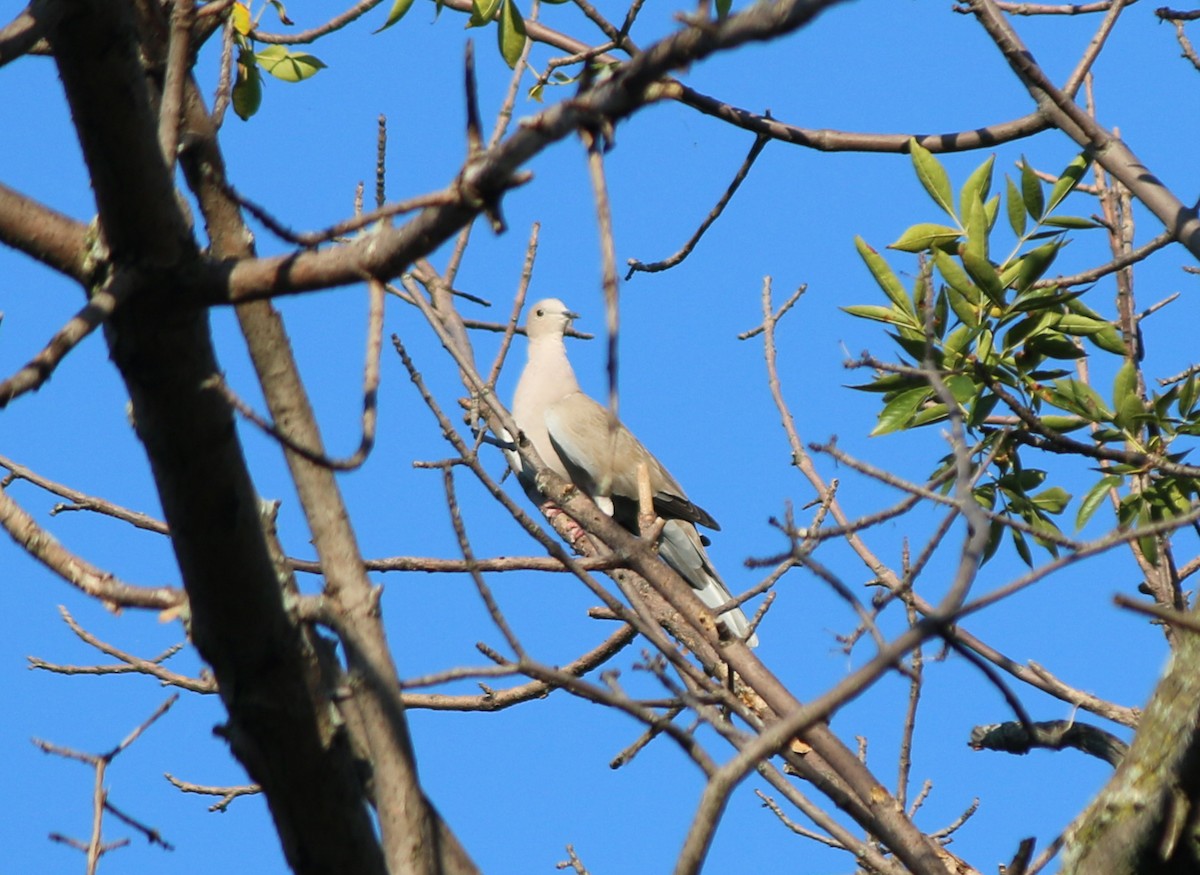 Eurasian Collared-Dove - ML115301161