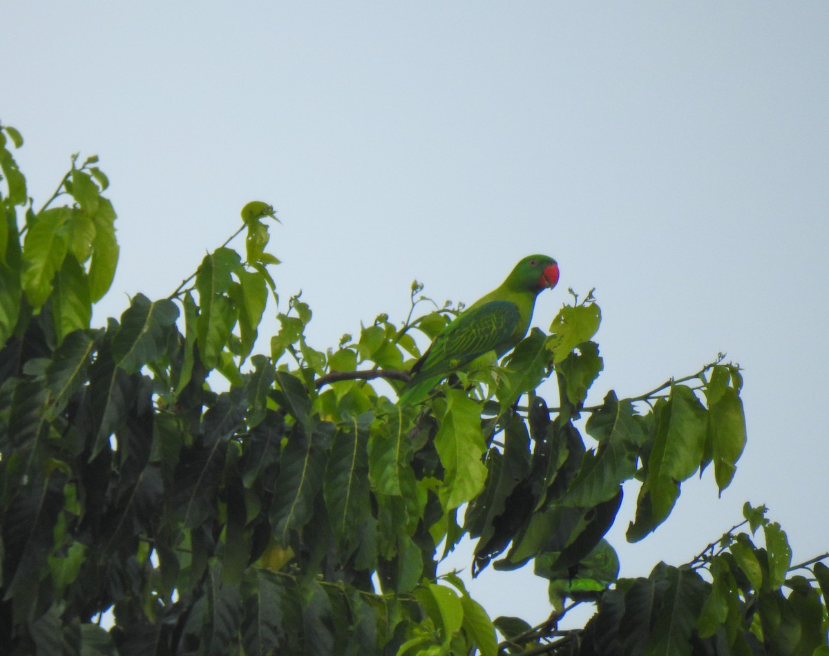 Azure-rumped Parrot - Pam Rasmussen