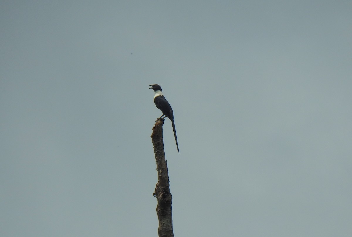 White-necked Myna - ML115305671