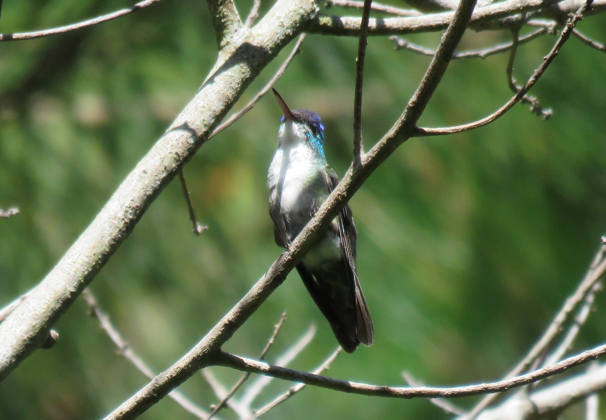 Azure-crowned Hummingbird - ML115306541