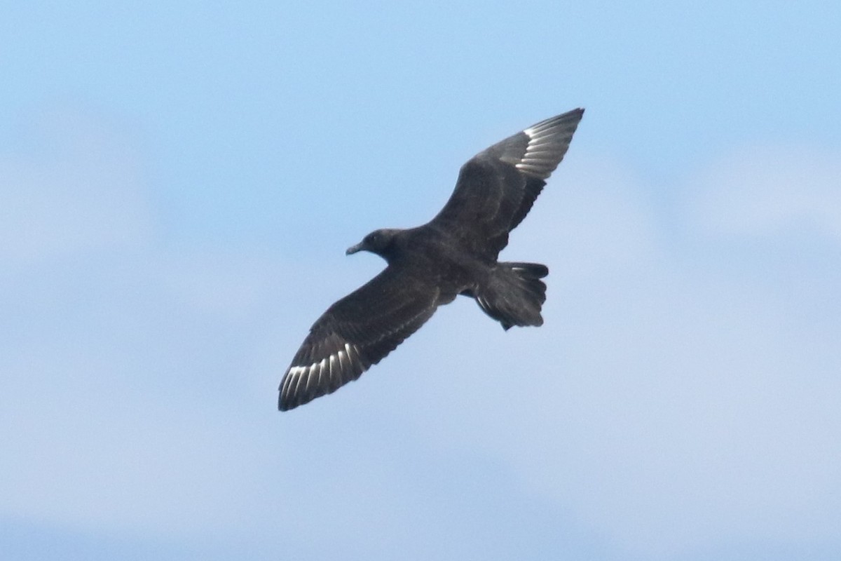 South Polar Skua - ML115307611