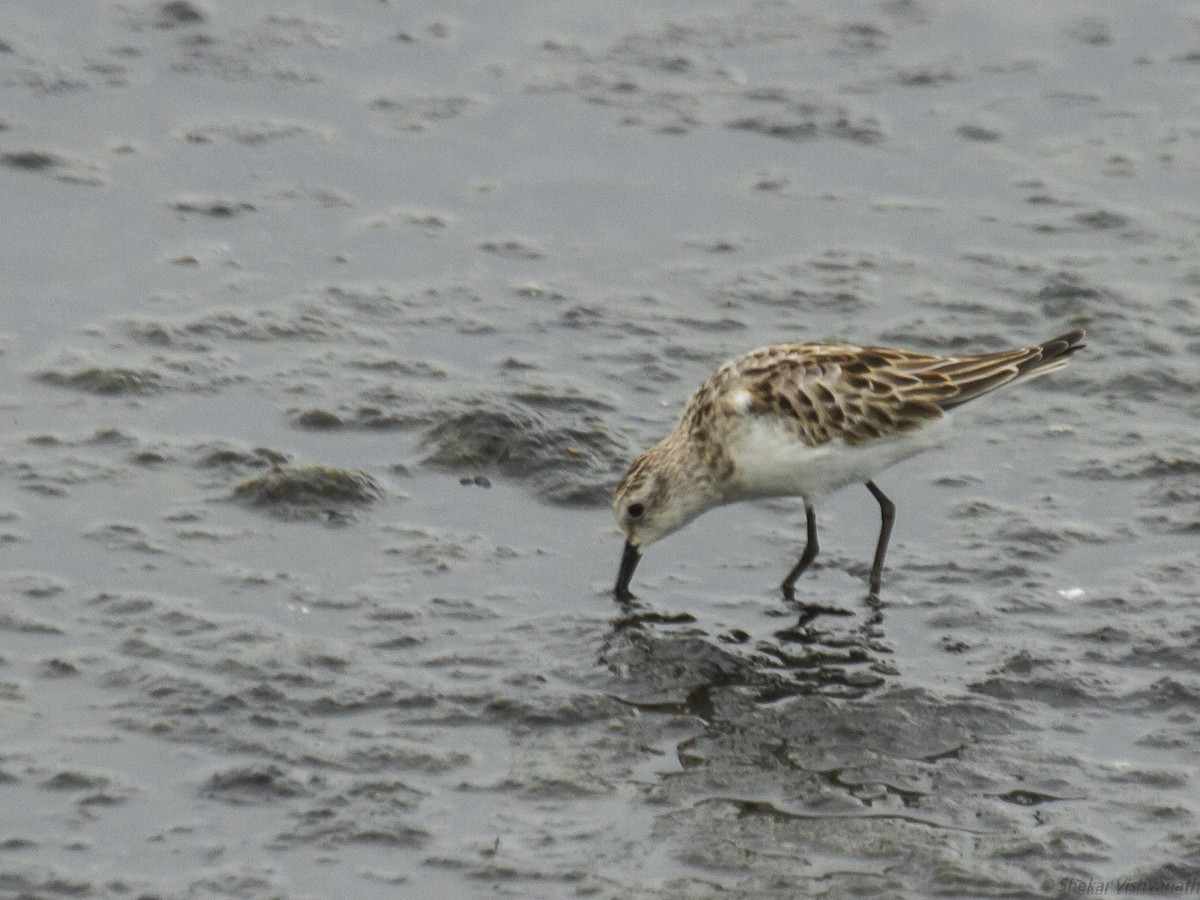 Little Stint - ML115309221