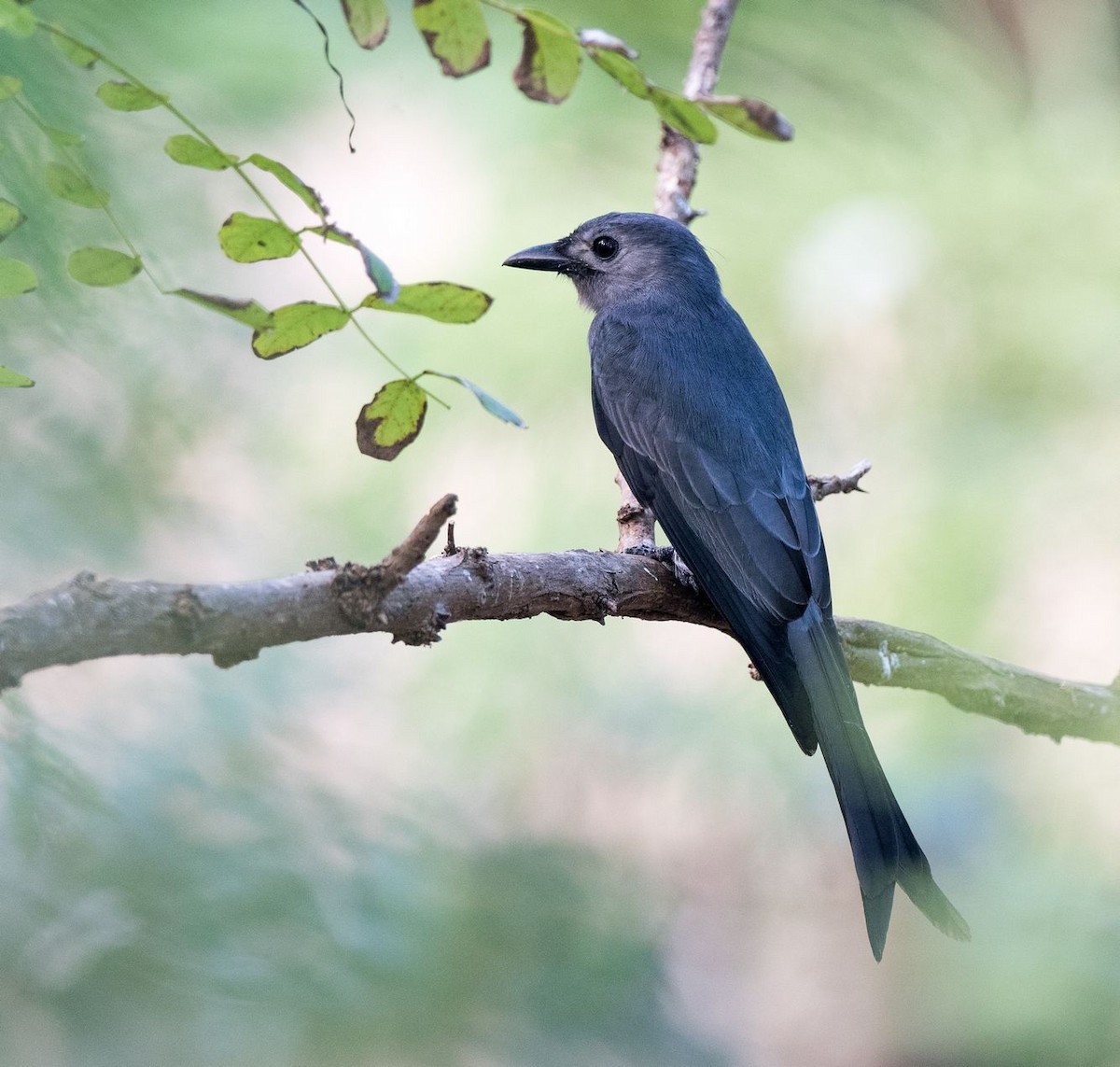 Ashy Drongo - ML115309281