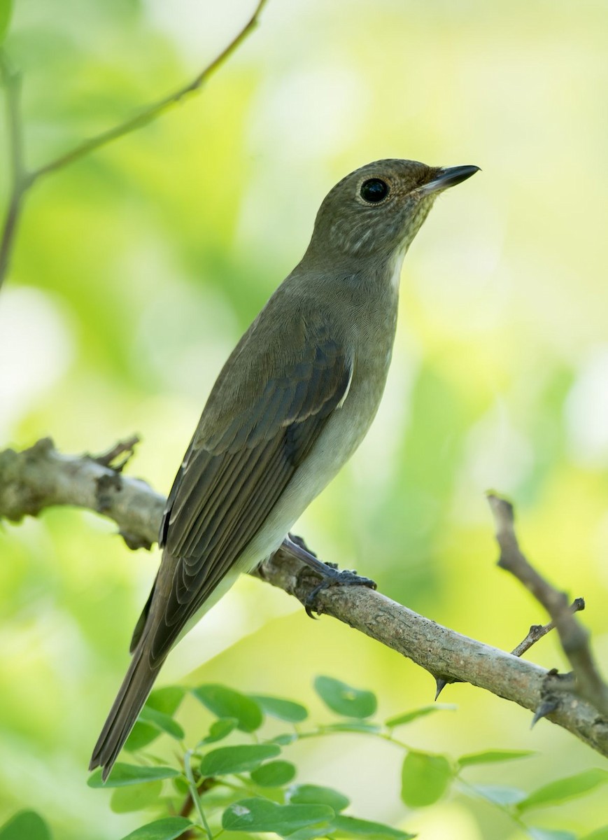 Blue-and-white Flycatcher - Kai Pflug