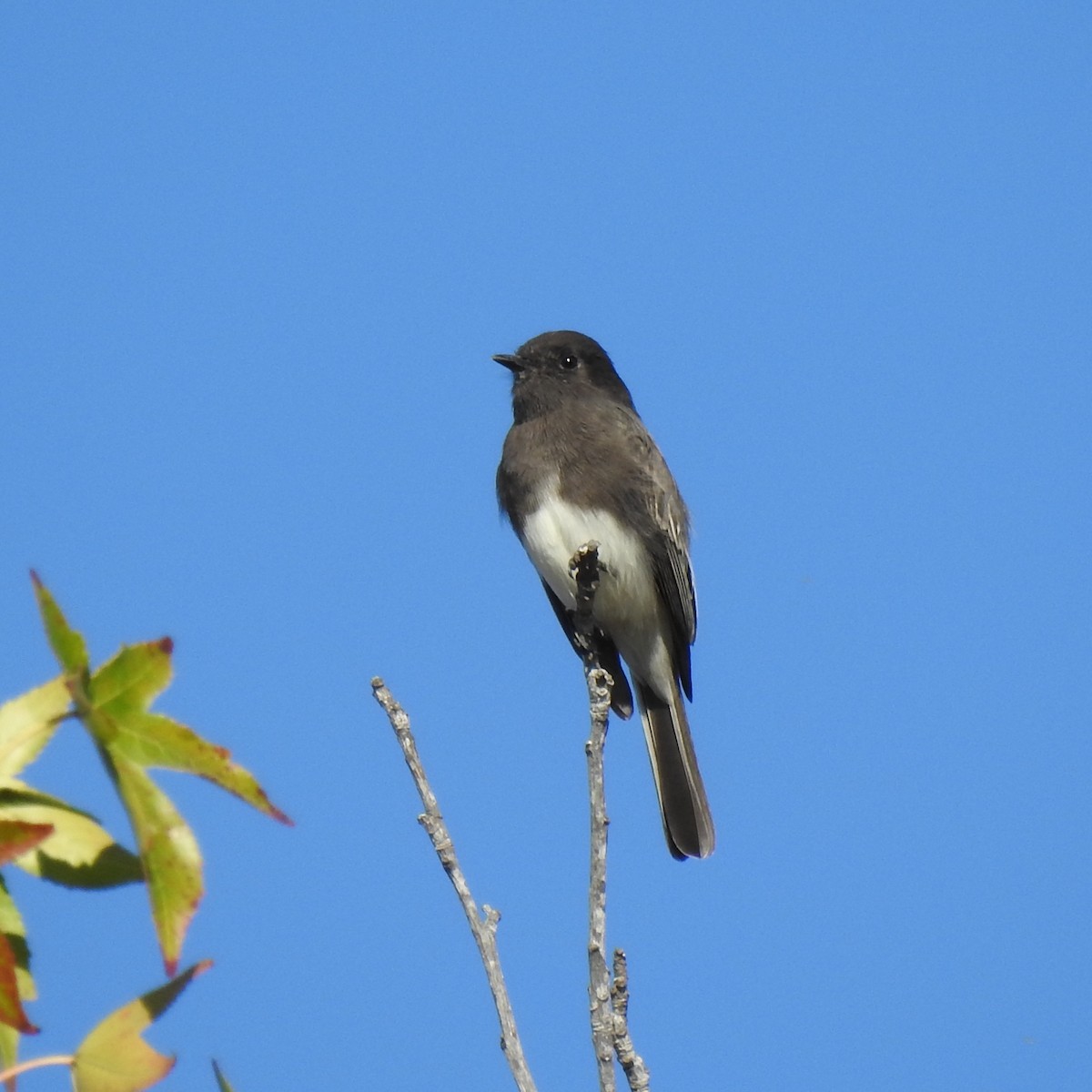 Black Phoebe - ML115310071